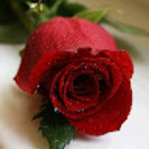 Meet your Posher, Love